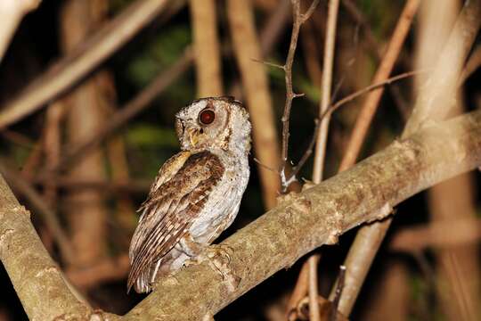 Image of Indian Scops Owl