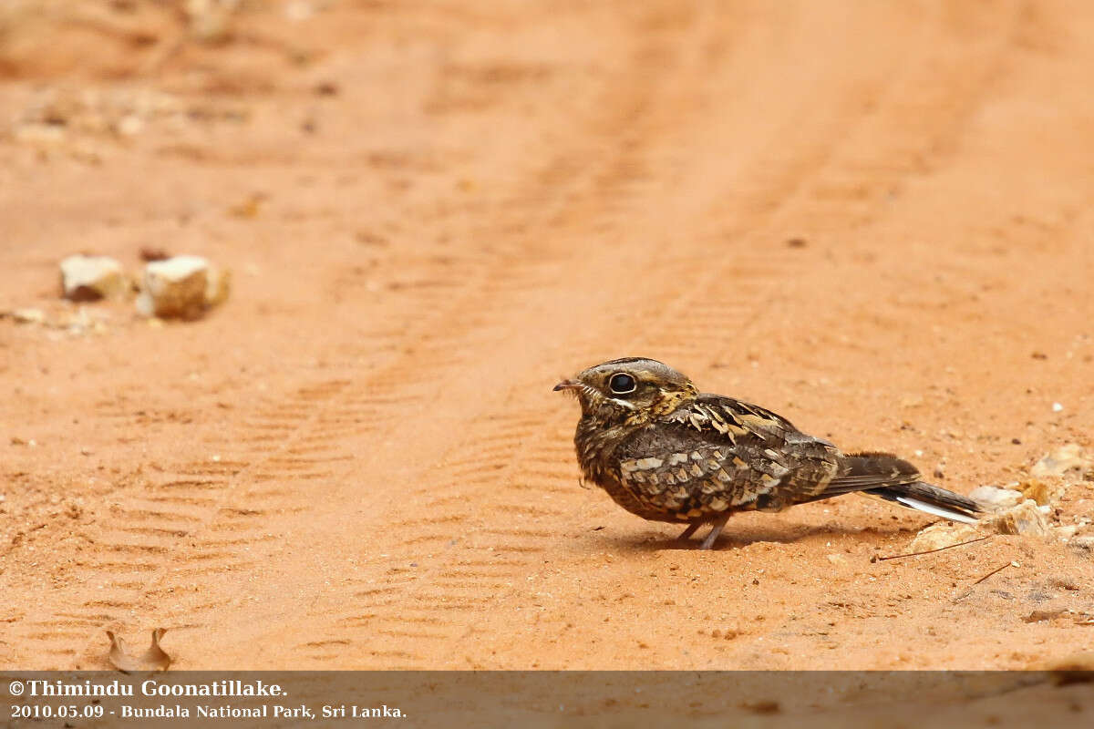 Image of Indian Nightjar