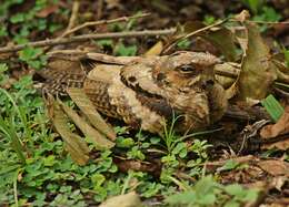 Слика од Caprimulgus asiaticus Latham 1790