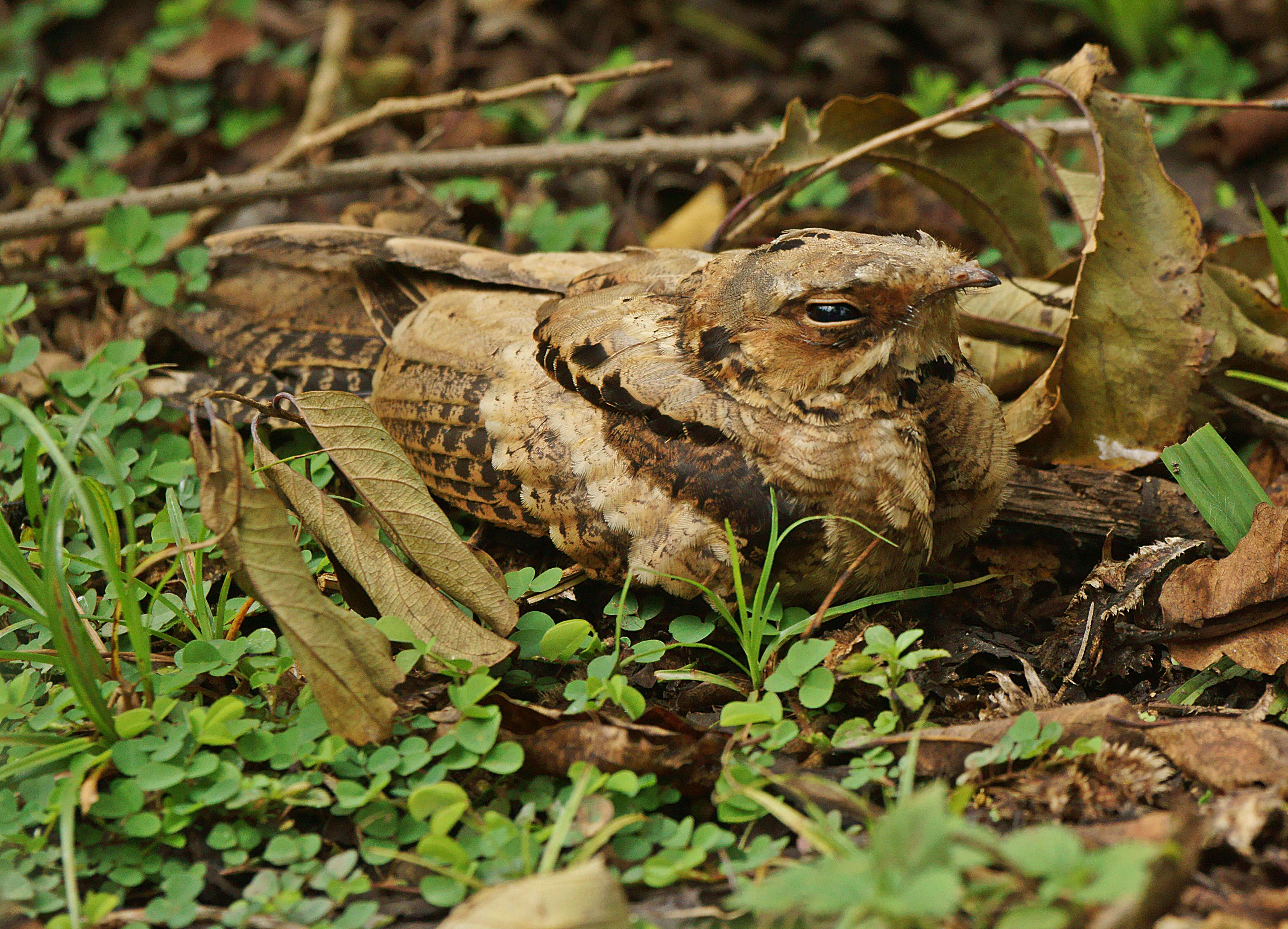 Image of Indian Nightjar