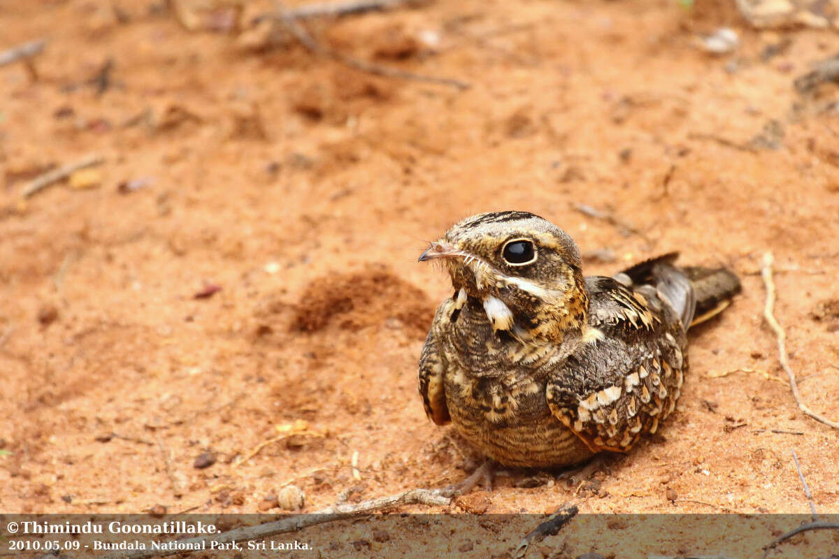 Image of Indian Nightjar