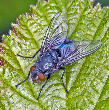 Image of Blue bottle fly