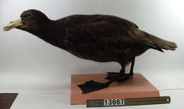 Image of Antarctic Giant-Petrel