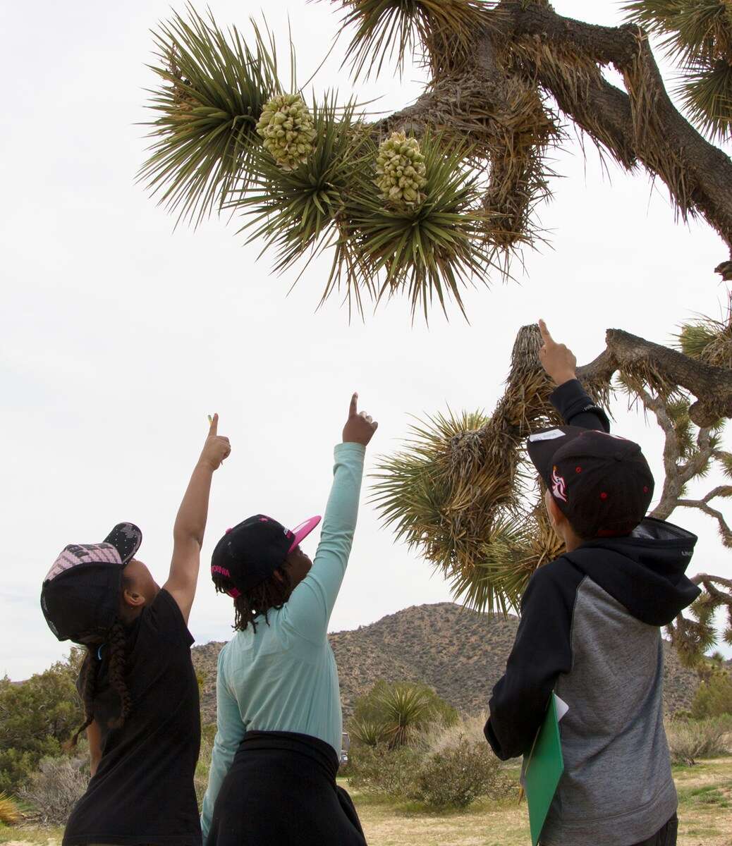 Слика од Yucca brevifolia Engelm.