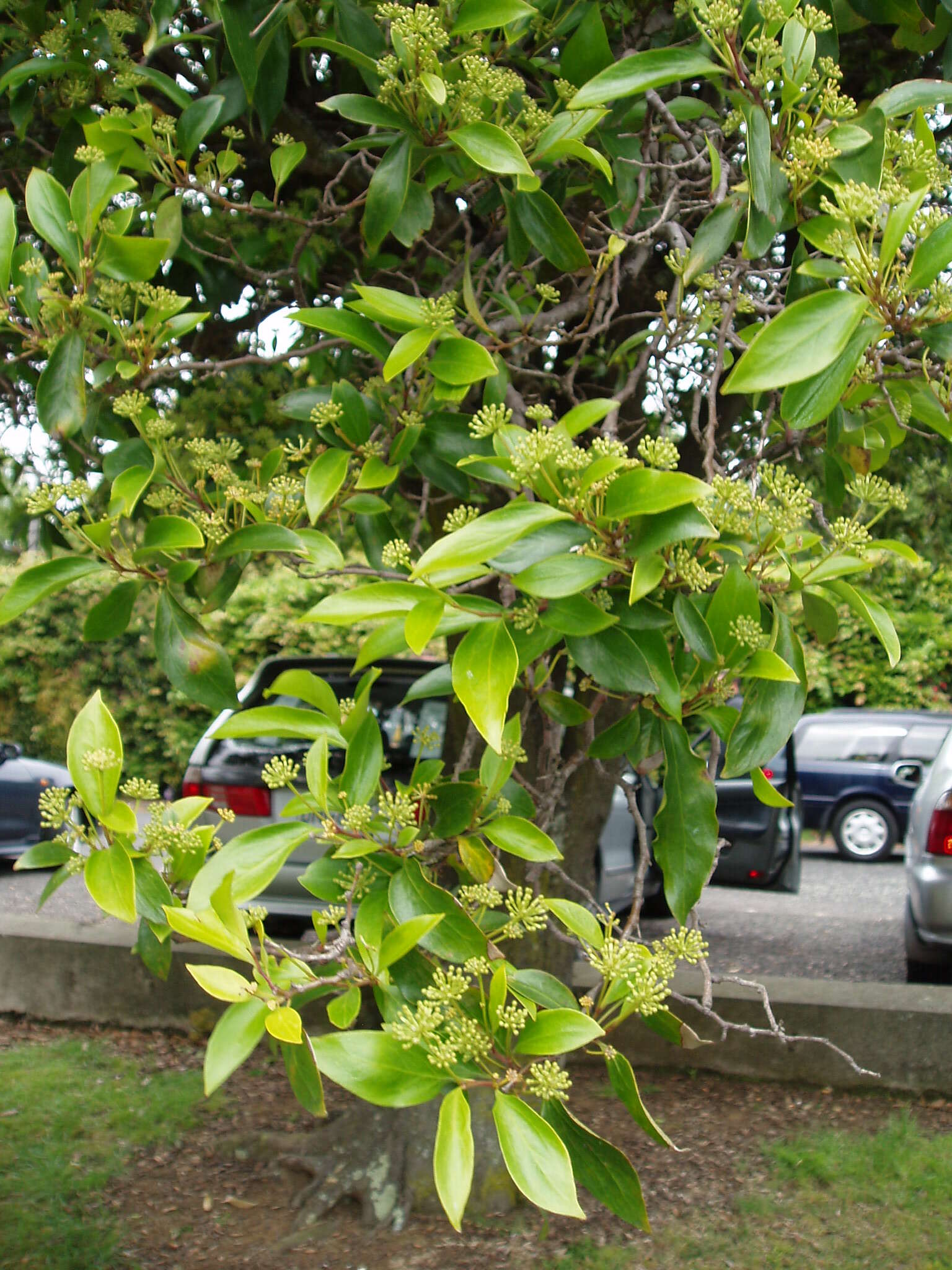 Image of Stenocarpus salignus R. Br.