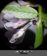 Image of bush vetch