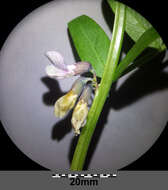 Image of bush vetch