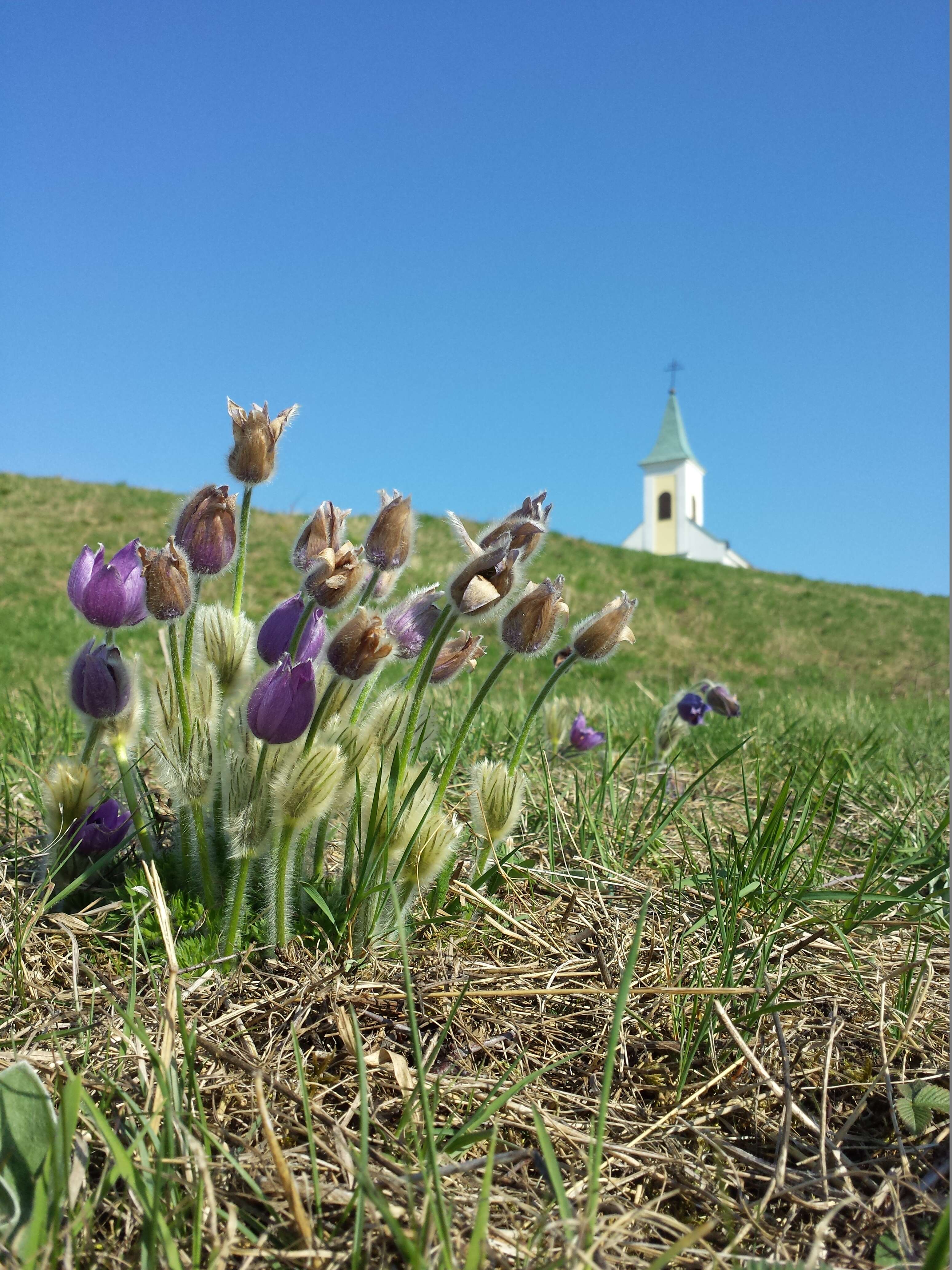 Image of Greater Pasque Flower