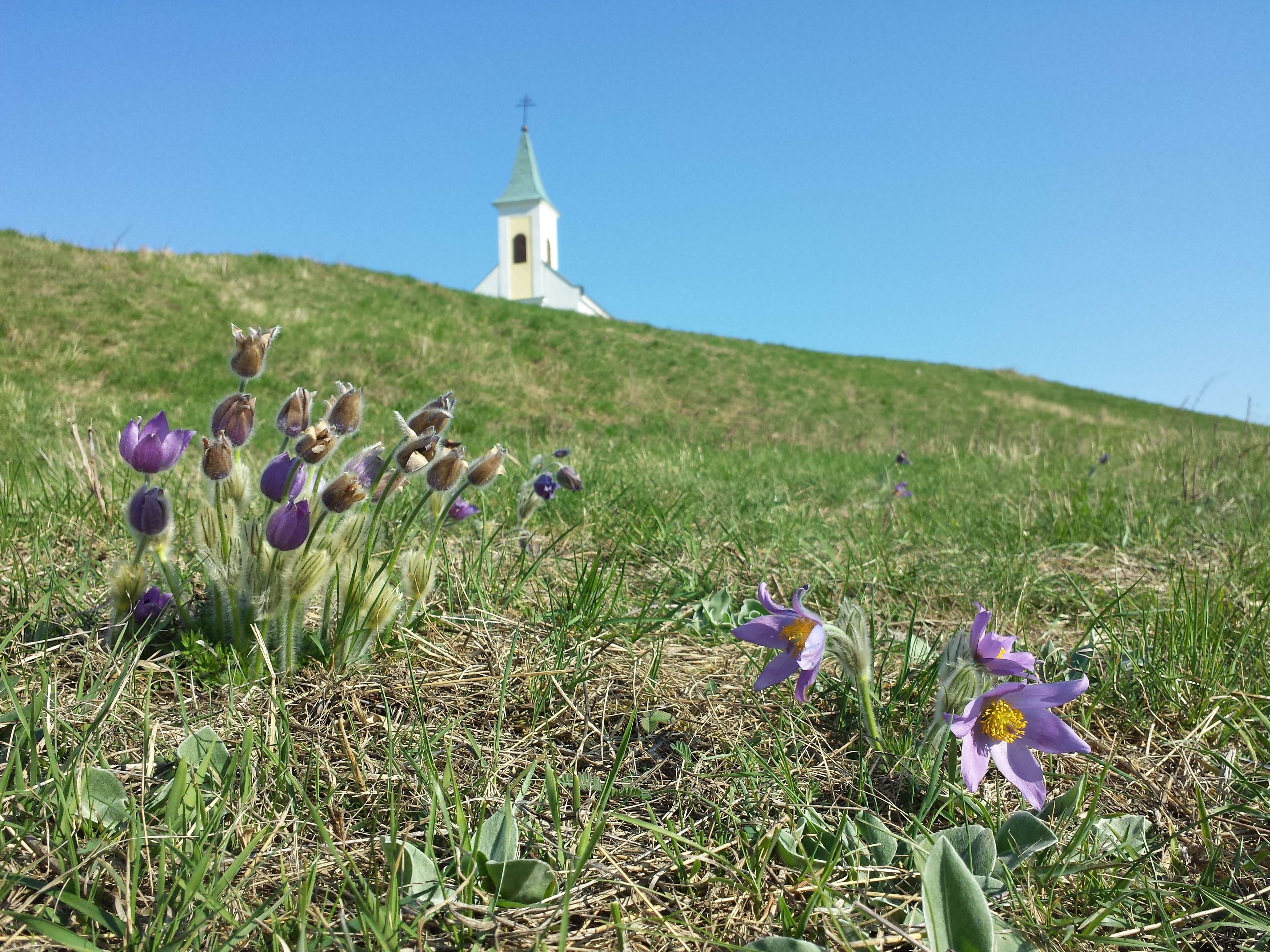 Image of Greater Pasque Flower