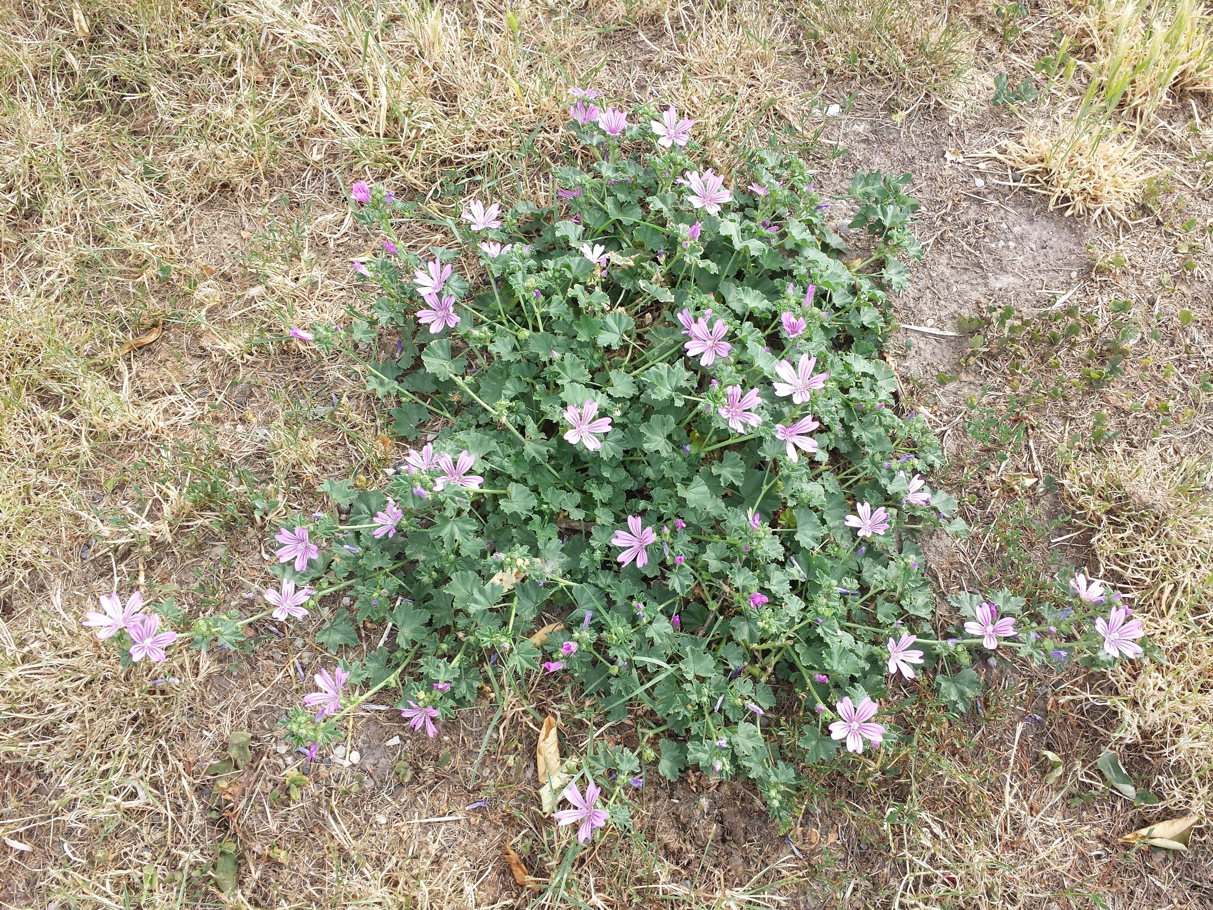 Image de Grande mauve