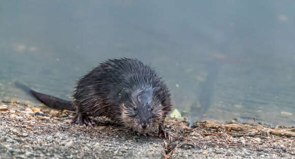 Image of muskrat