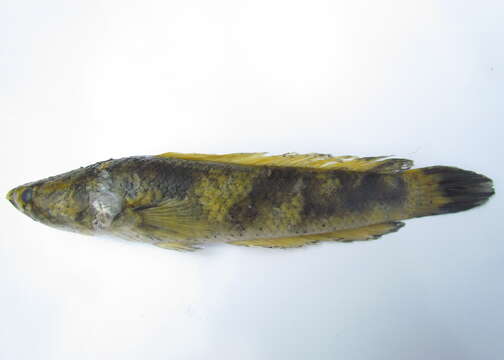 Image of Spotted snakehead