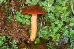 Image of Lactarius subflammeus Hesler & A. H. Sm. 1979