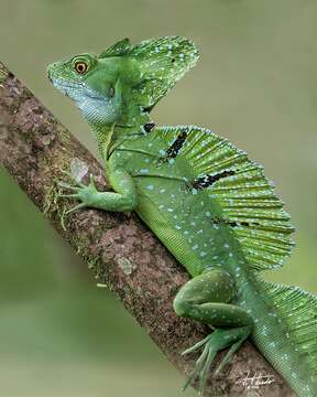 Image of Green Basilisk