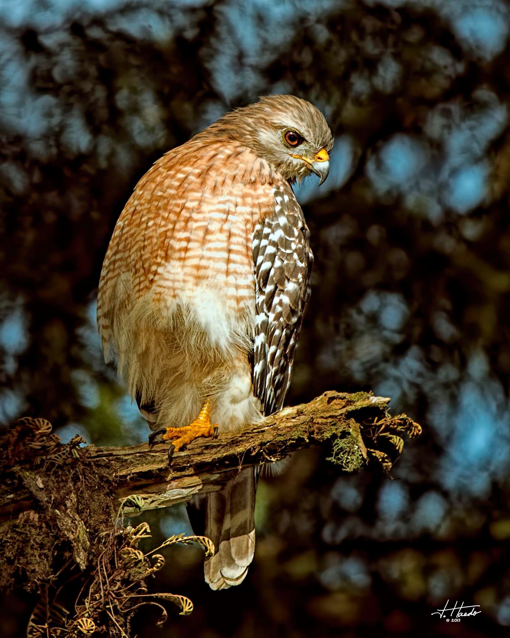 Image of Red-shouldered Hawk