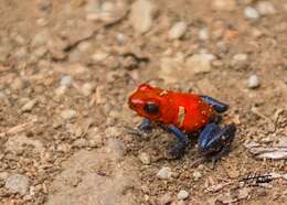 Image of Flaming Poison Frog