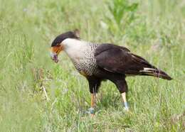 Image of Caracara Merrem 1826