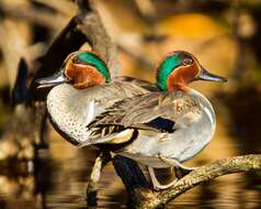 Image of Green-winged Teal