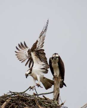 Image of ospreys