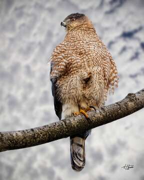 Image of Cooper's Hawk