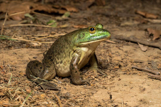 Image of American Bullfrog