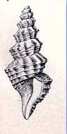 Image of Saccharoturris monocingulata (Dall 1889)