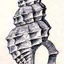 Image de Saccharoturris monocingulata (Dall 1889)