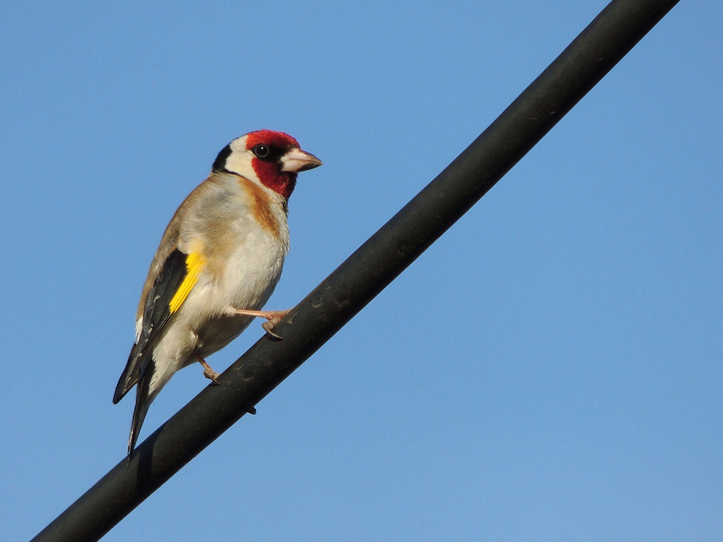 Image of European Goldfinch