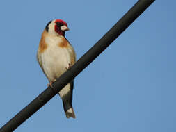 Image of European Goldfinch