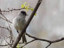 Image of Blackcap