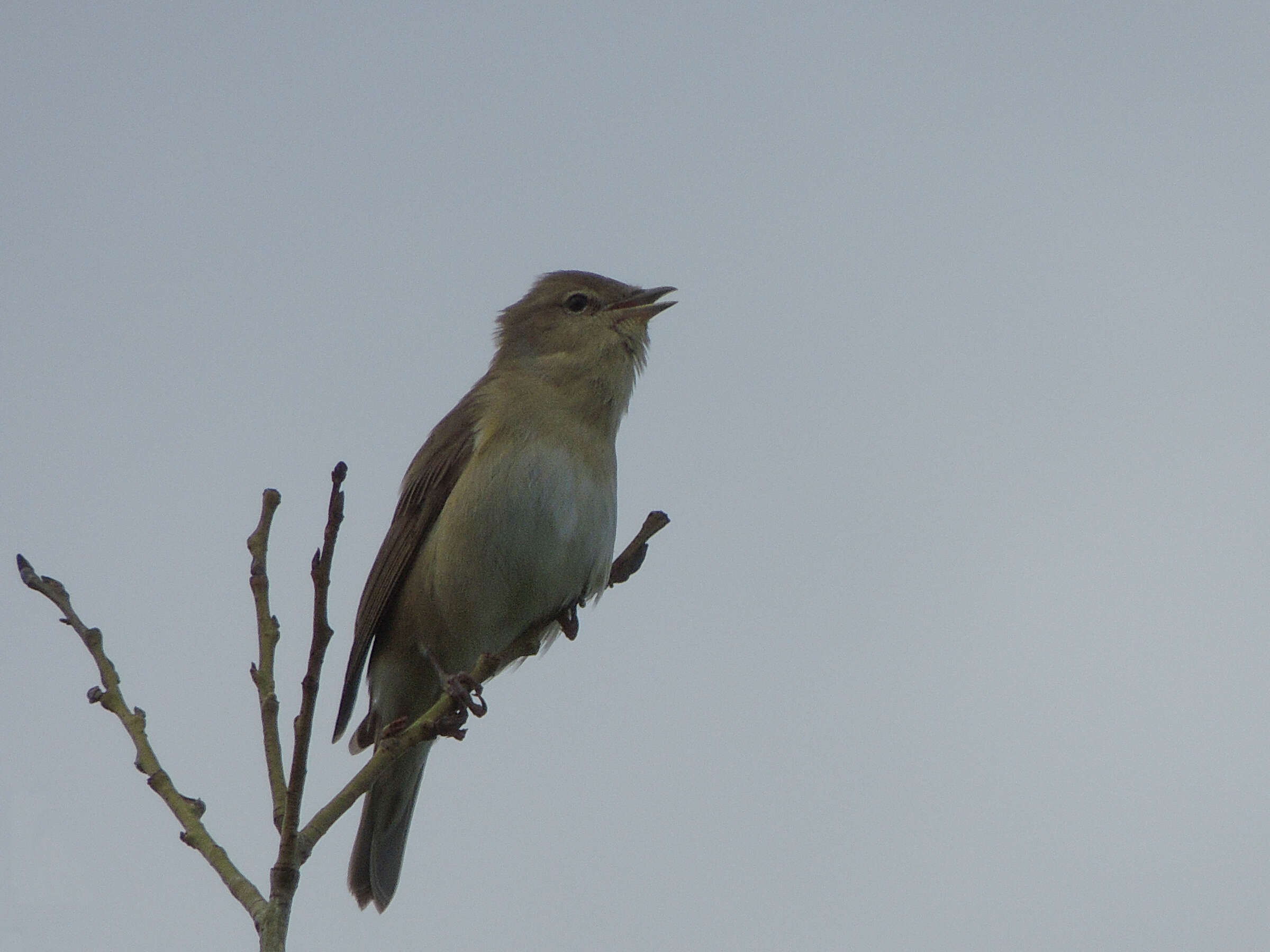 Image of Garden Warbler