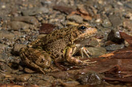 Image of Cretan Frog