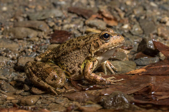 Image de Pelophylax cretensis (Beerli, Hotz, Tunner, Heppich & Uzzell 1994)