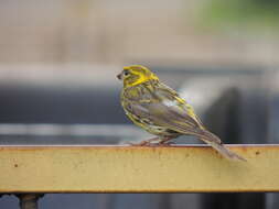 Image of serin, european serin