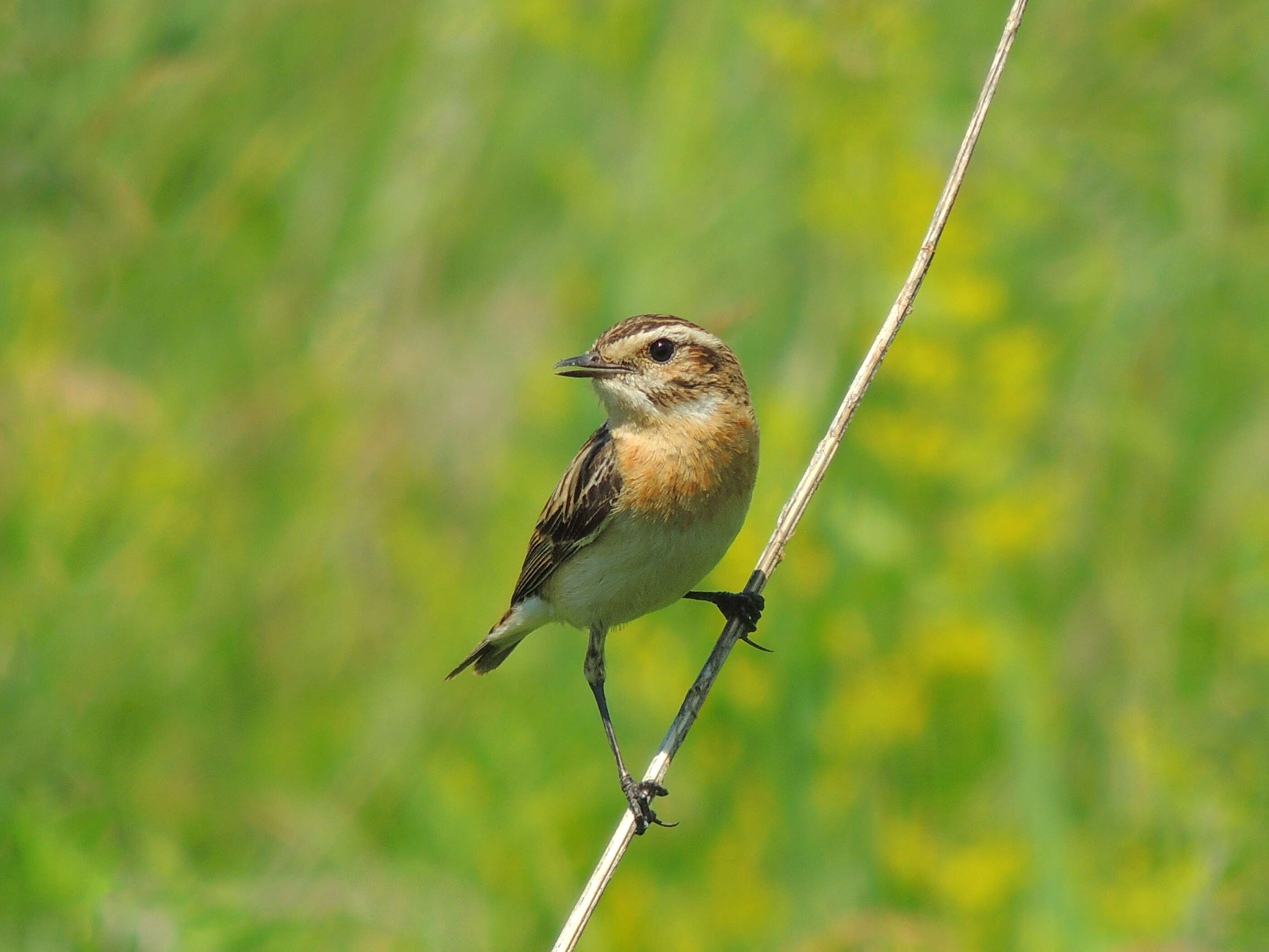 Image of Whinchat