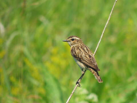 Image of Whinchat