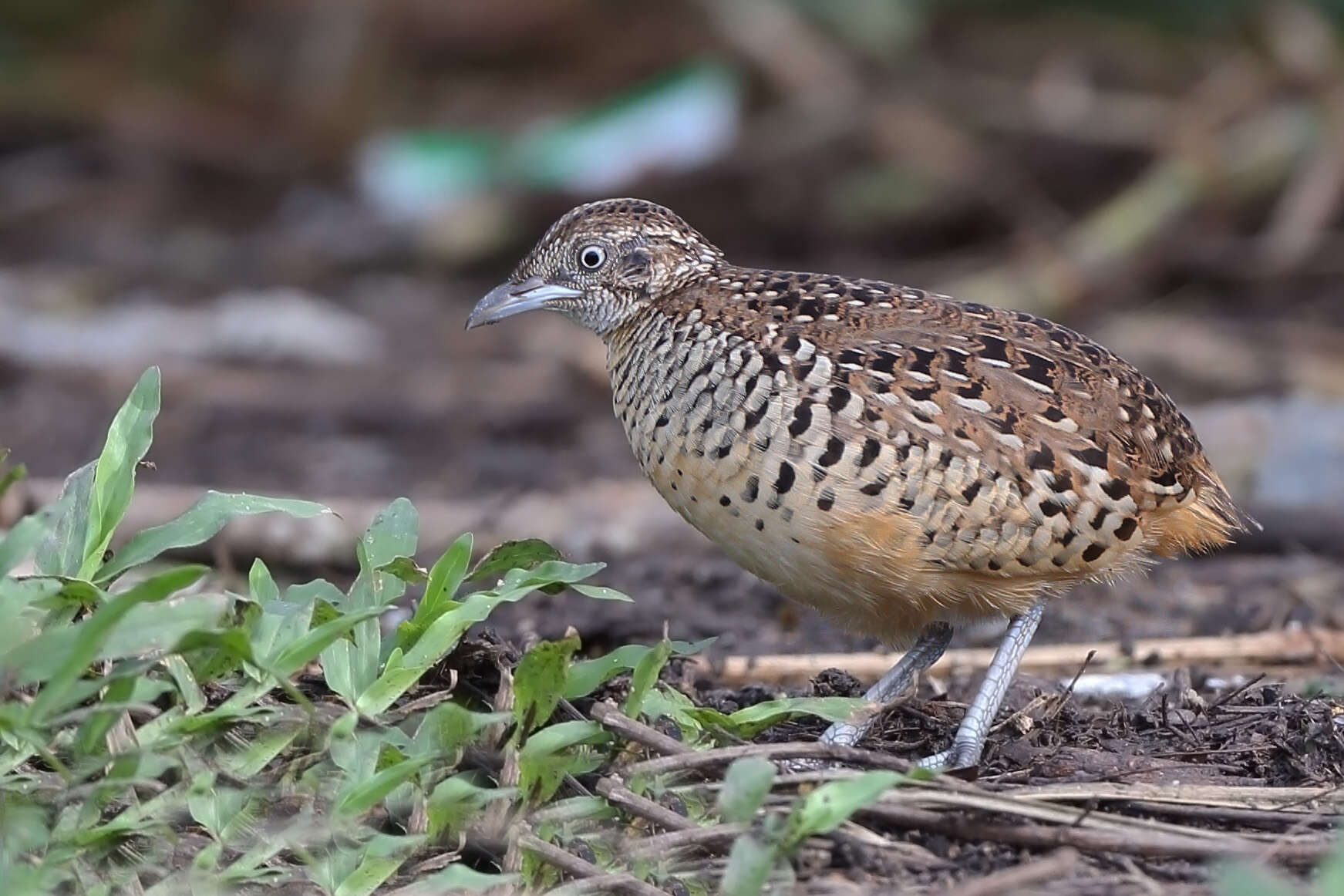 Image of Barred Buttonquail