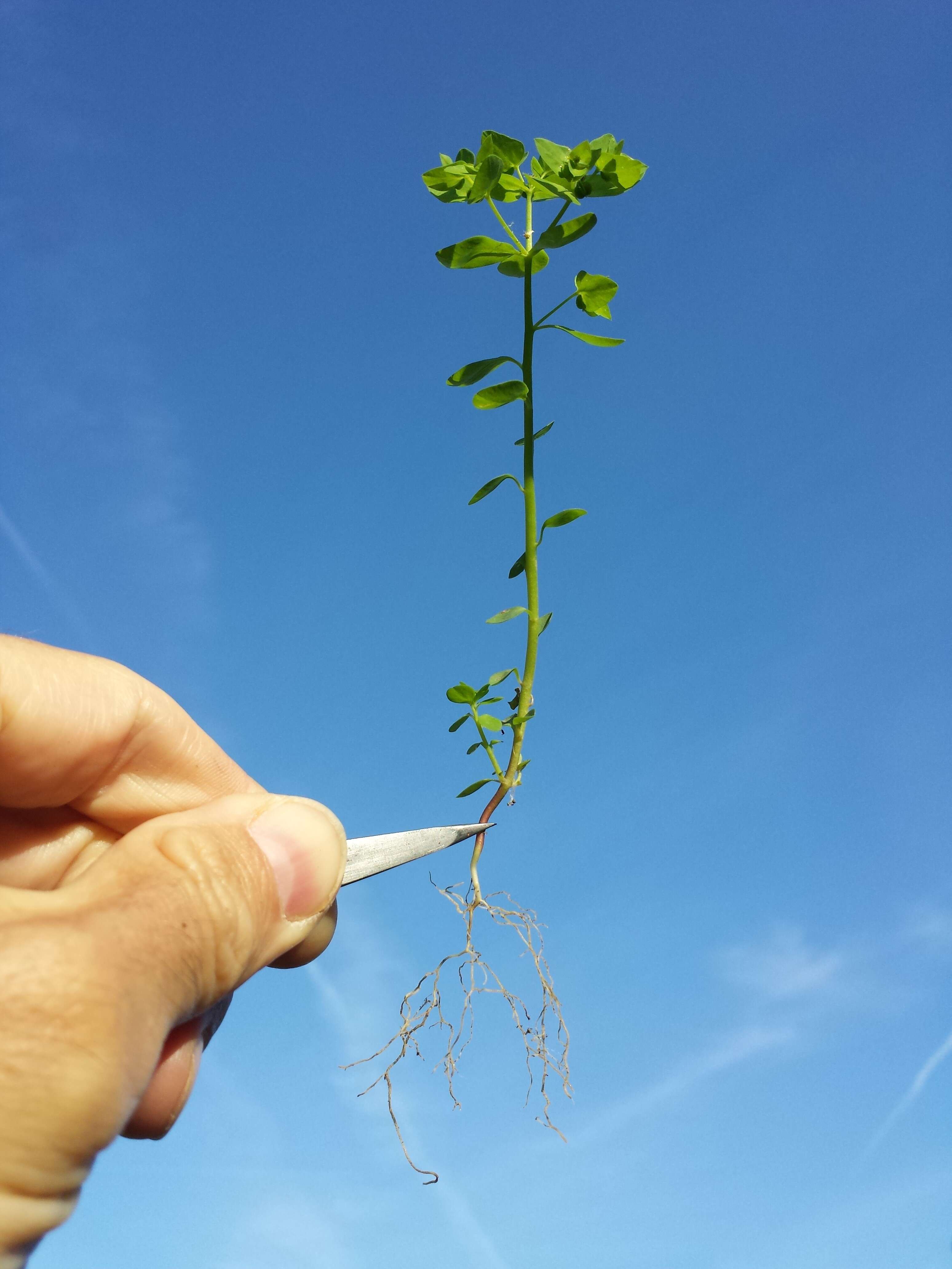 Image of cancer weed