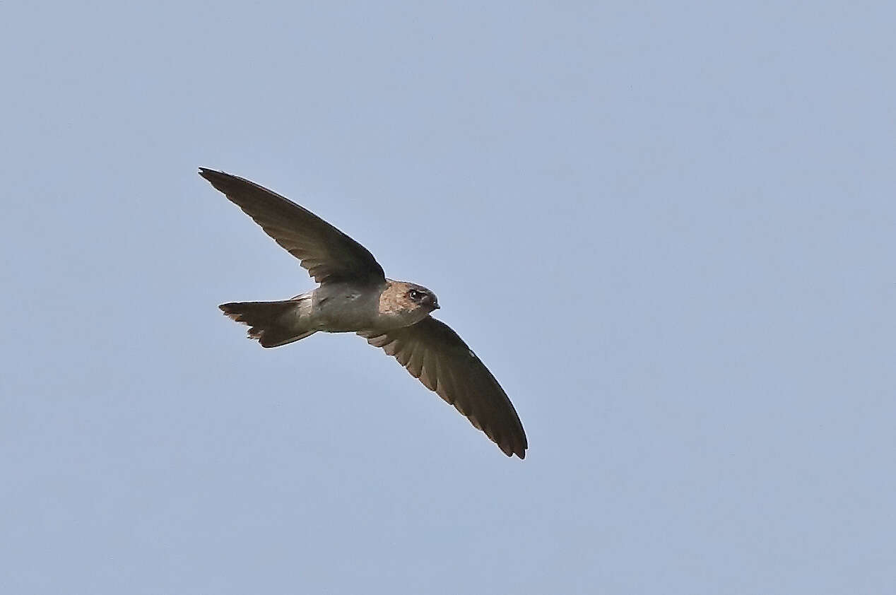 Image of Asian Palm Swift