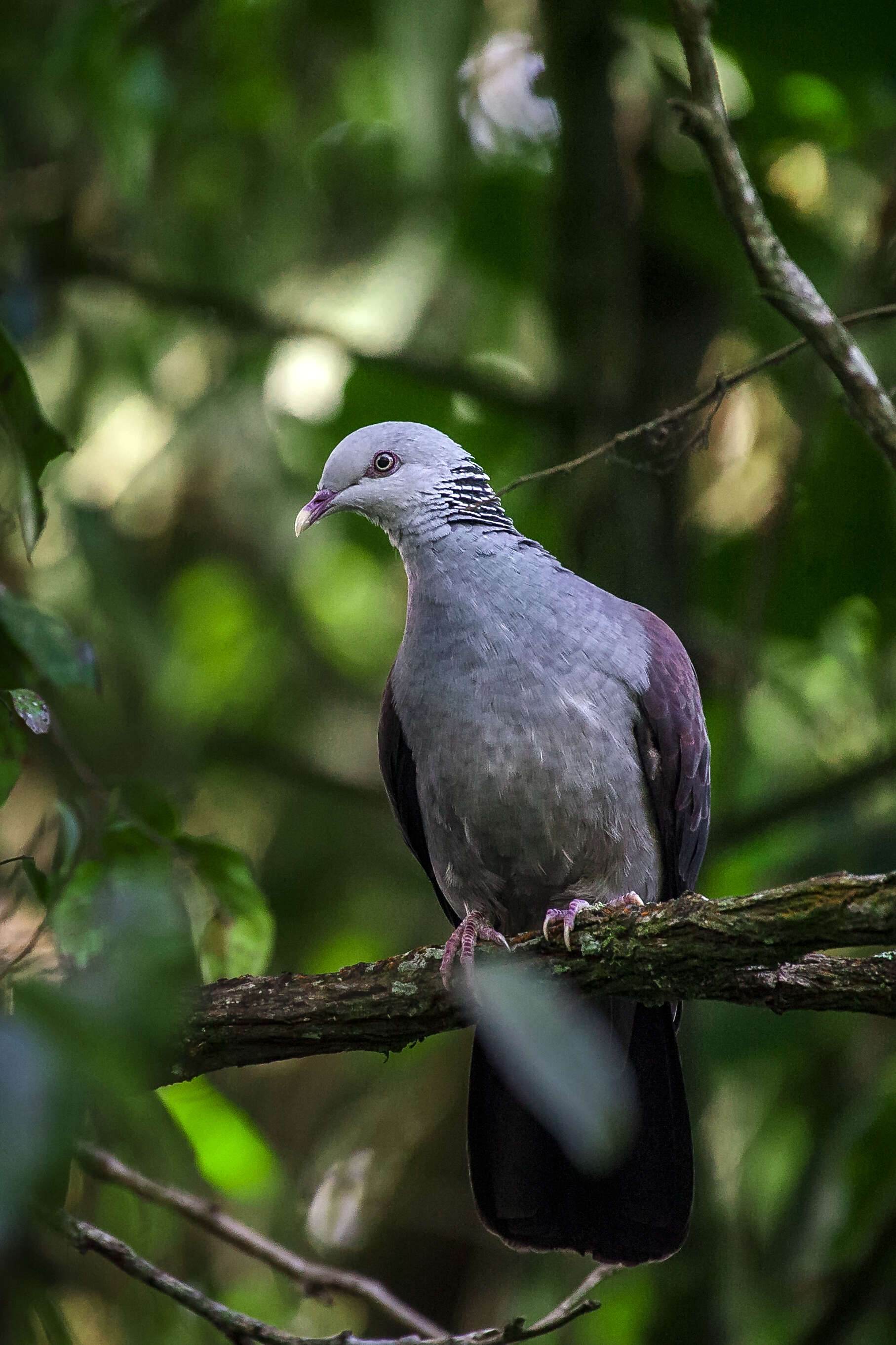 Image of Nilgiri Wood Pigeon