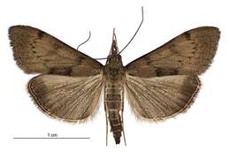 Image of Moth