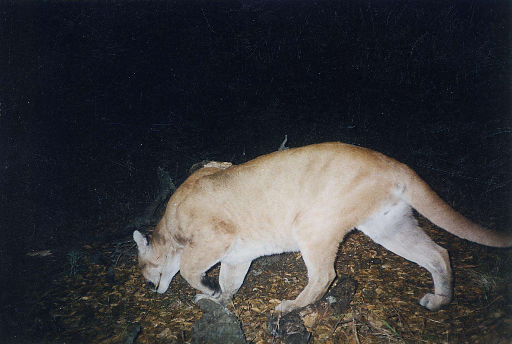 Image of Florida panther