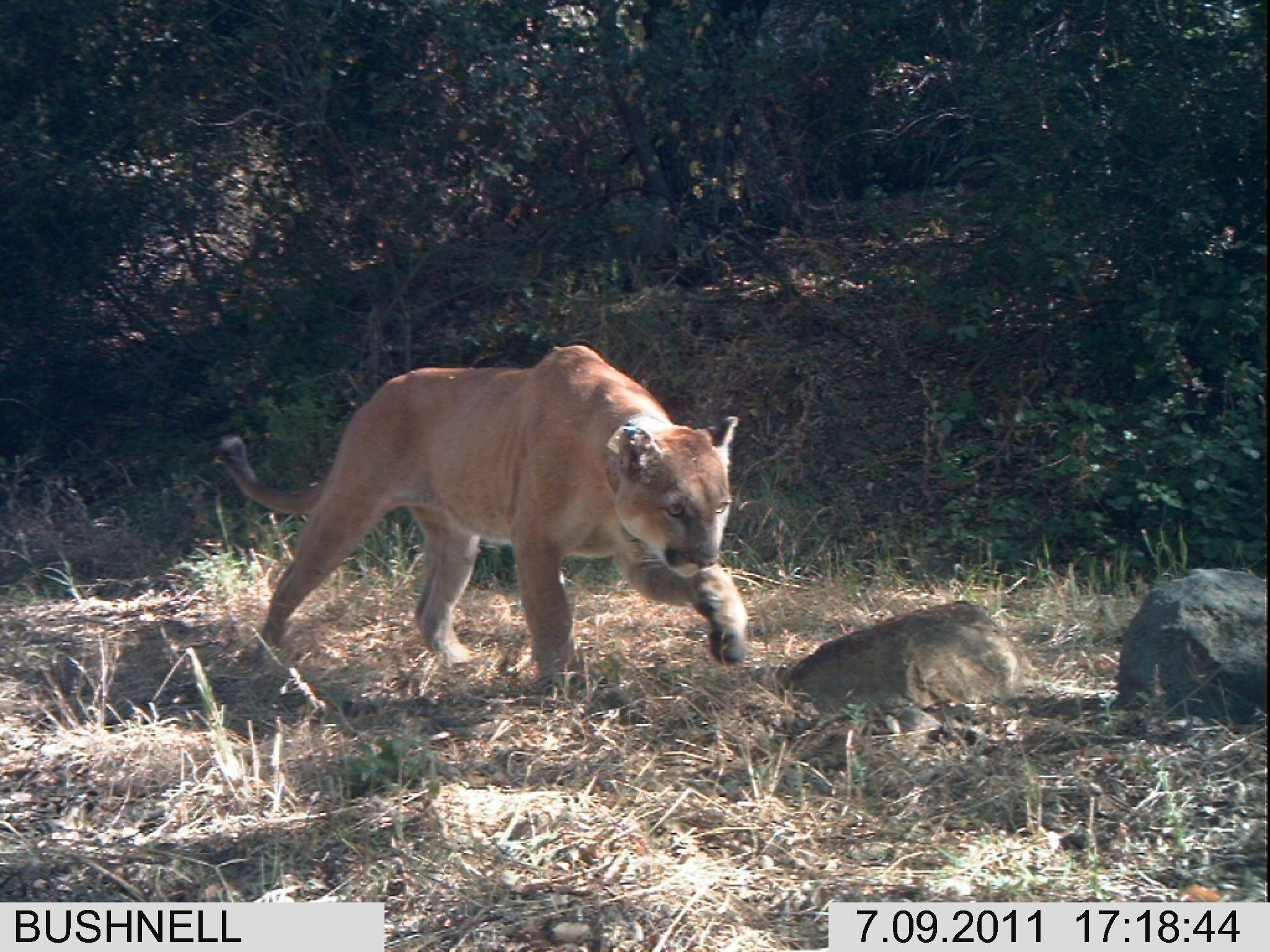 Image of Florida panther