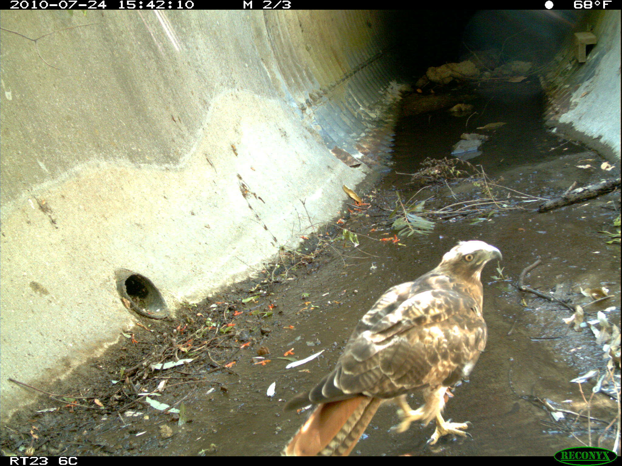 Image of Red-tailed Hawk