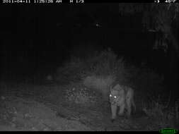 Image of Florida panther