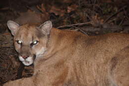 Image of Florida panther