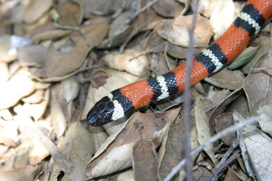 Image of California Mountain Kingsnake