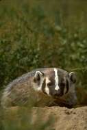 Image of badger