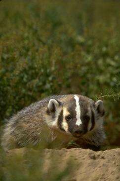 Image of badger