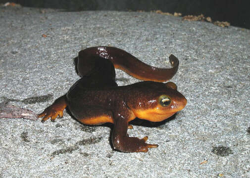 Image of California Newt